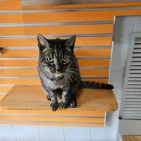 Adopta a Scar