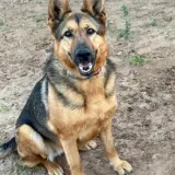 Adopta a Dara