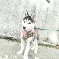 Adopta a Esponjita