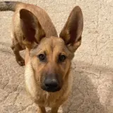 Adopta a Maña