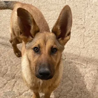 Maña