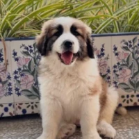 Adopta a Cumbre