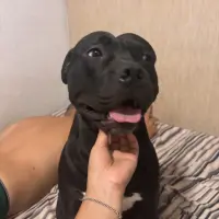 Adopta a Negro