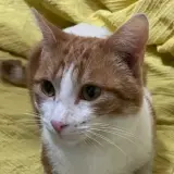 Adopta a Melocoton