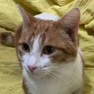 Melocoton