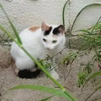 Adopta a Alina