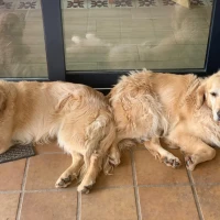 Adopta a Apu y Krusty