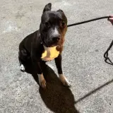 Adopta a Black