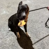 Adopta a Black