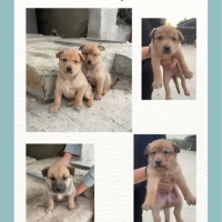 Adopta a 6 Perritos