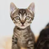 Adopta a Máximo