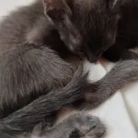 Adopta a Leyenda