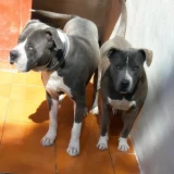 Adopta a Urko