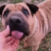 Adopta a Linda