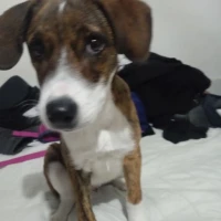Adopta a Cone