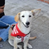 Adopta a Nala