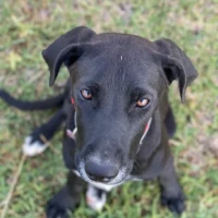 Adopta a Luna