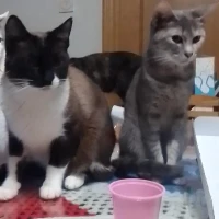 Adopta a Lucy Y Pitufo