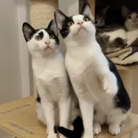 Adopta a Río + Volcán