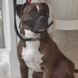 Adopta a Tomas