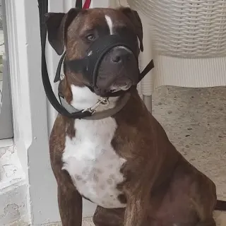 Tomas
