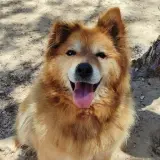 Adopta a Reia