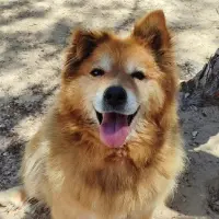 Adopta a Reia