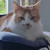 Adopta a Nala