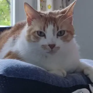 Nala