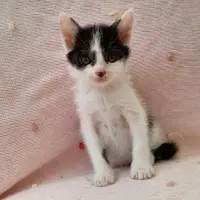 Adopta a Lunettes