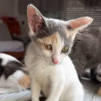 Adopta a Clea