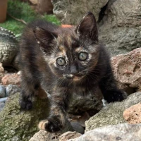 Adopta a Ágata