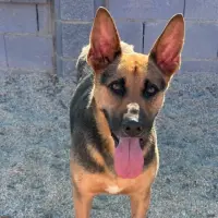Adopta a Guapo