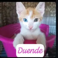 Adopta a Gatitos