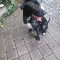Adopta a Xiao Hei