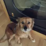 Adopta a Sara