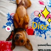 Adopta a Dior ,Lugo