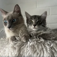 Adopta a Pucca Y Bodoque