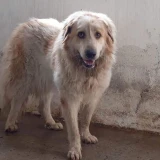 Adopta a Aroa