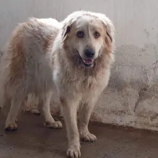 Aroa