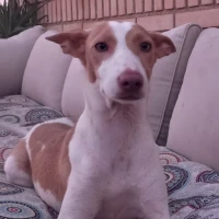 Adopta a Lavanda