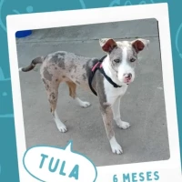 Adopta a Tula