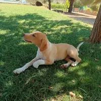 Adopta a Golden