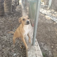Adopta a Gorgorito