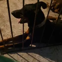 Adopta a Zeus