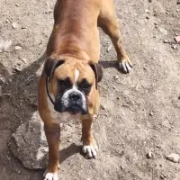 Adopta a Layka