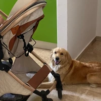 Adopta a Bianca