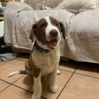 Adopta a Rascayú