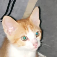 Adopta a Cachorro