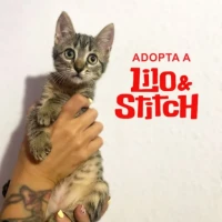Adopta a Stich 🌺